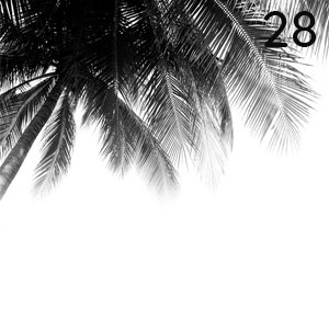 Motiv: Palmenblätter Schwarz-Weiss
