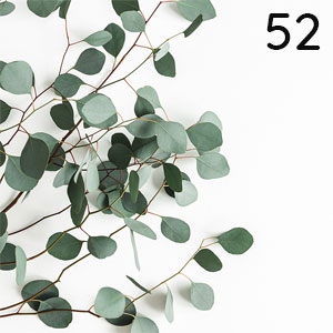 Motiv: Eukalyptus