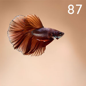 Motiv: Betta Fisch